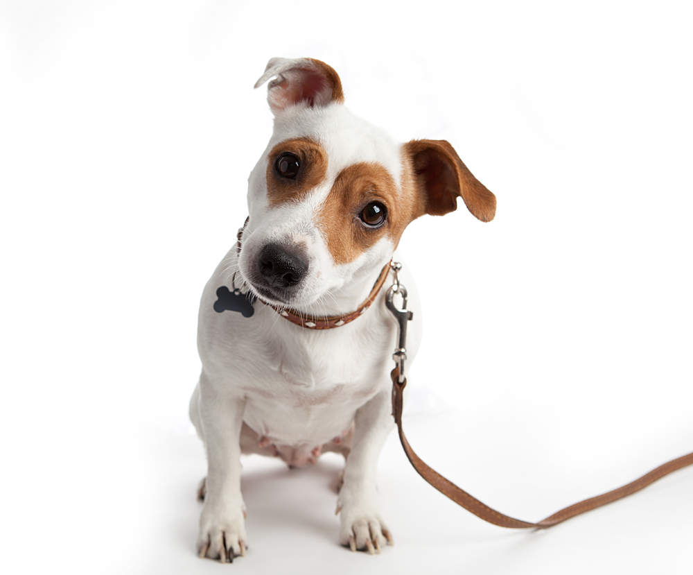 Eigentumswohnung - Anleinpflicht für einen jungen Hund eines Mieters
